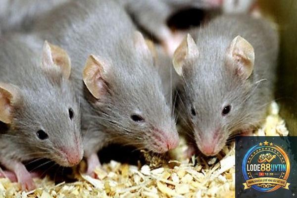 Mơ Thấy Chuột Đánh Số Mấy