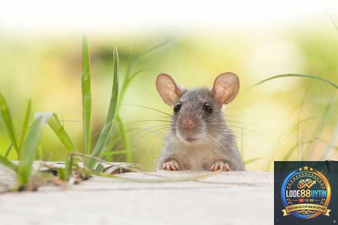 Mơ Thấy Chuột Đánh Số Mấy