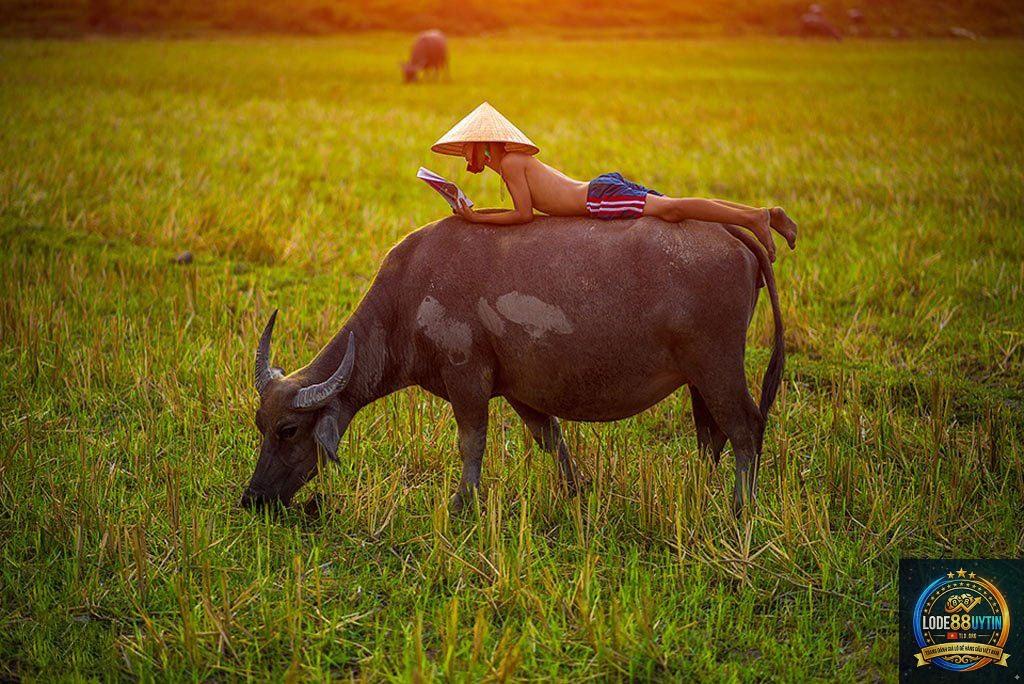 Mơ Thấy Trâu