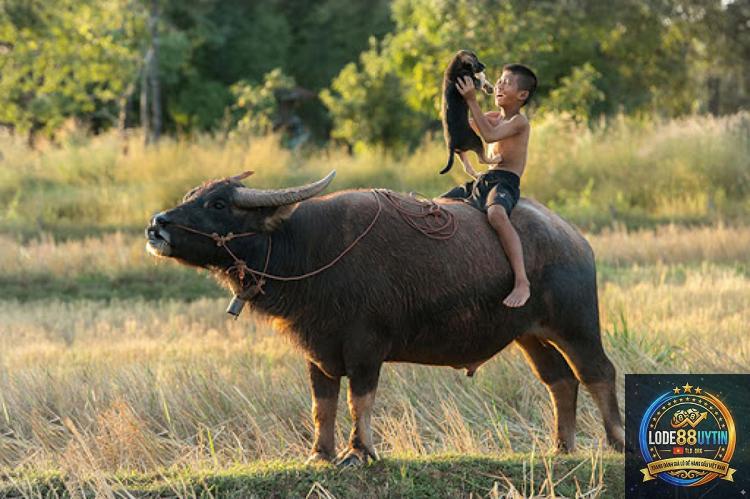 Mơ Thấy Trâu