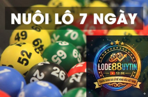 nuôi lô khung 7 ngày