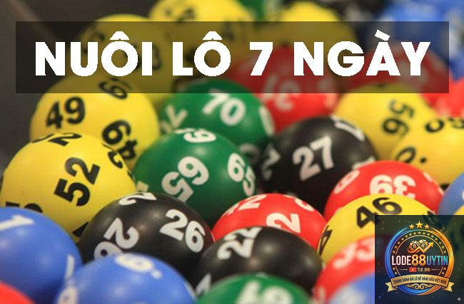 nuôi lô khung 7 ngày