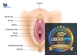 lô phụ là gì