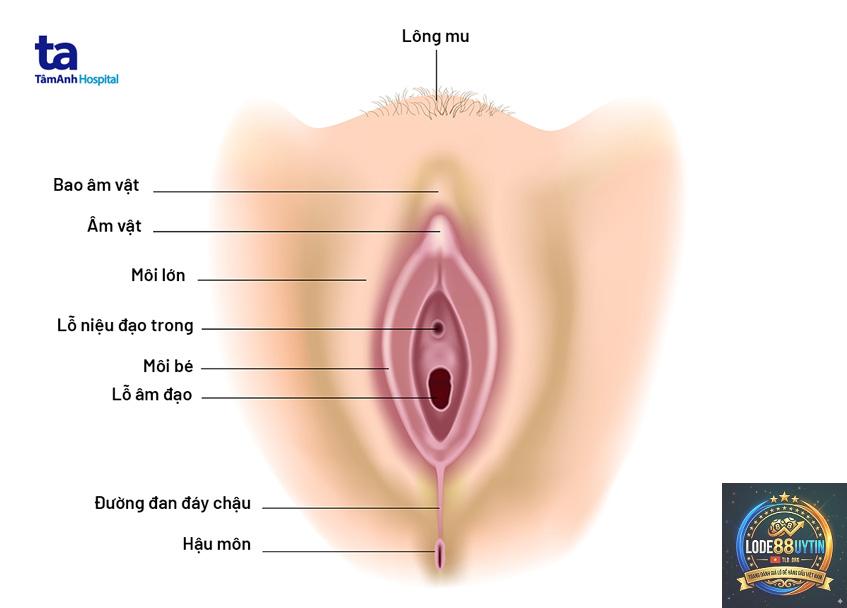 lô phụ là gì - Image 1