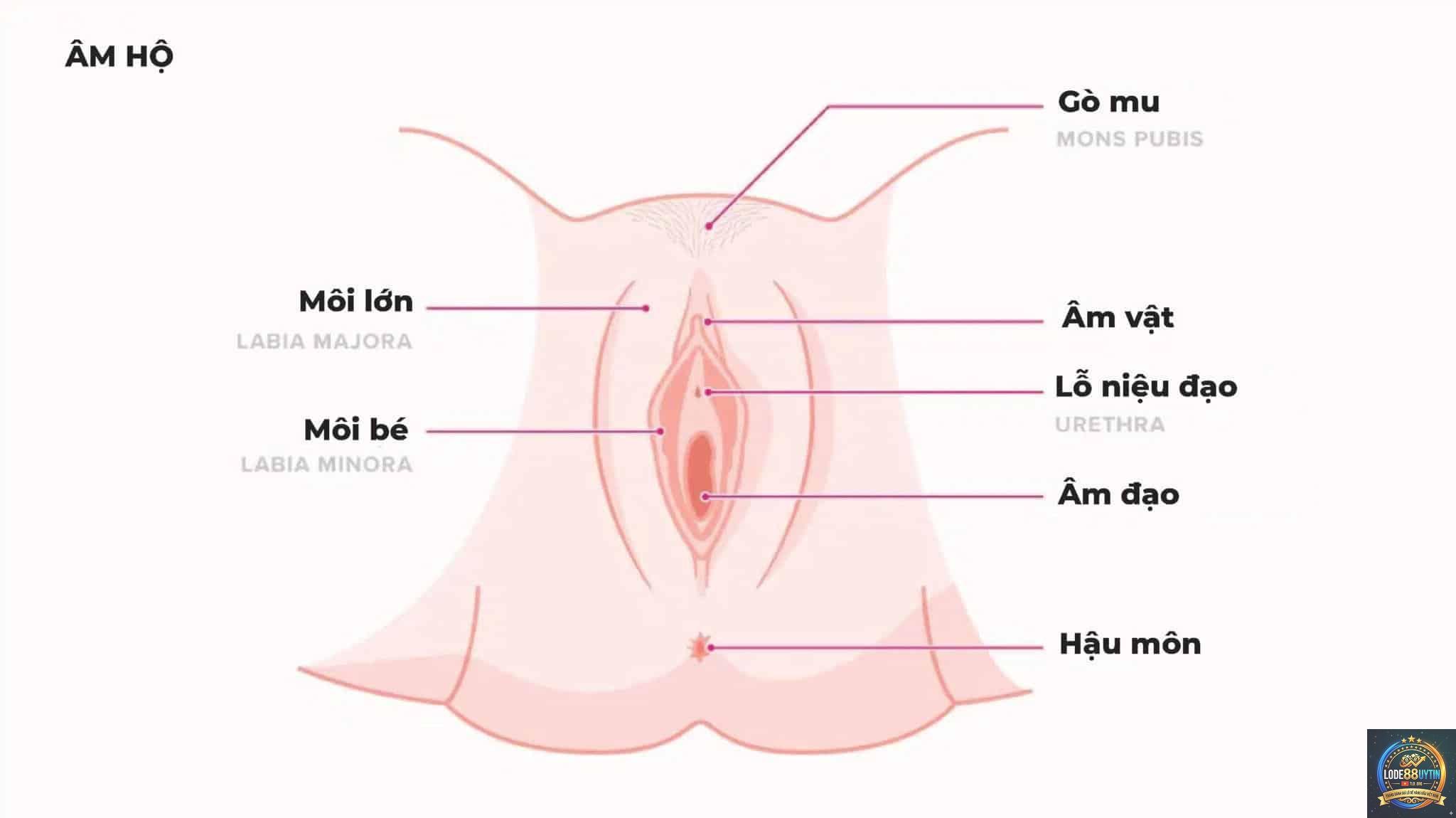 lô về đuôi là gì - Image 3