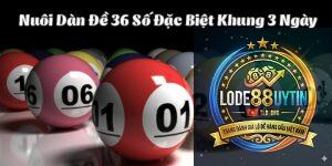 nuôi dàn là gì