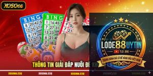 nuôi đề là gì - 4